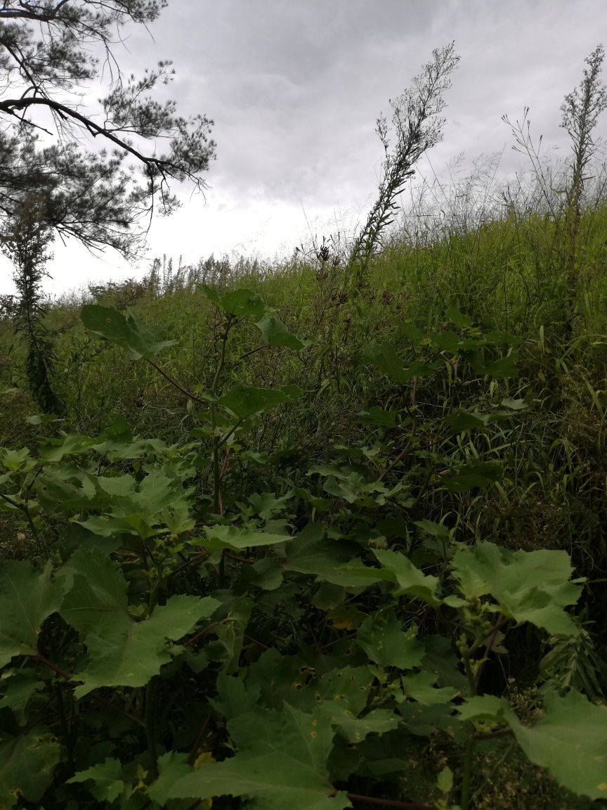 The sky is grey above an overgrown creekbank