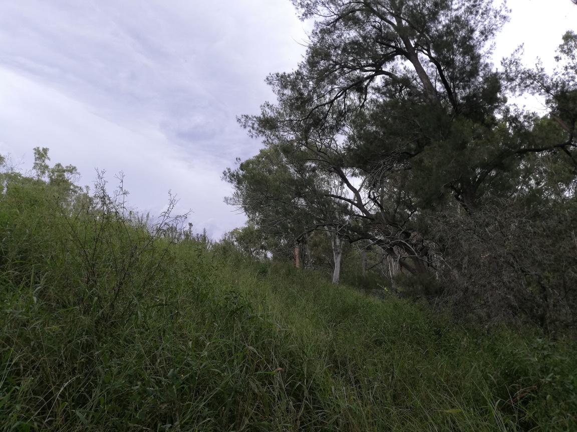 A Casurina leans over at the edge of a creekbank