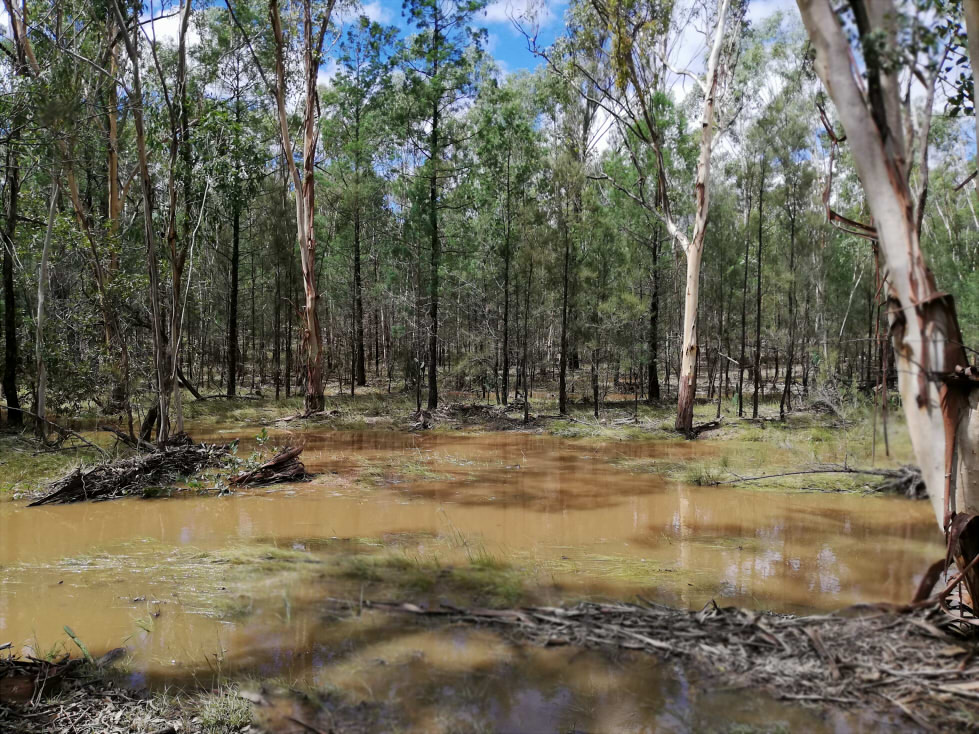 Ponds in a forest