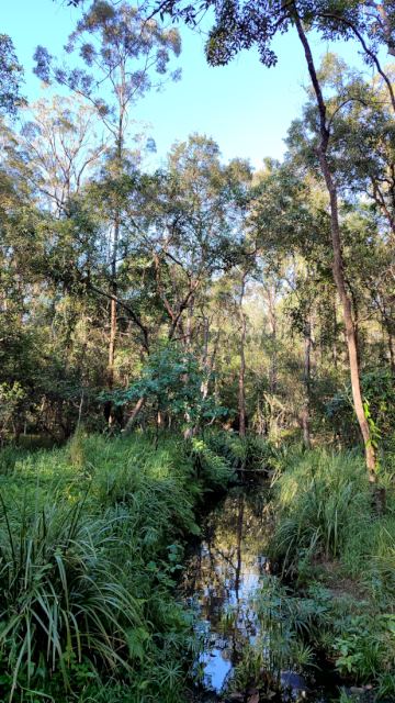 A narrow flow of water through a gully