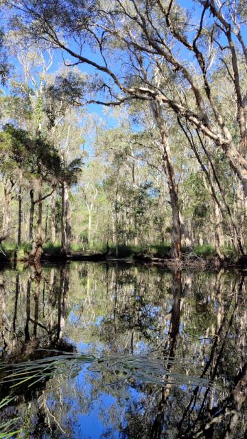 Trees reflected in a dark pool of water