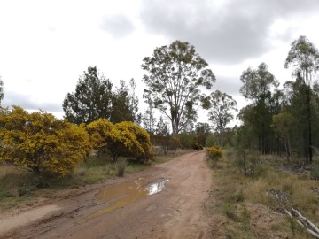 Wattles beside a muddy road