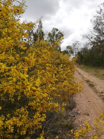 Wattles beside the road