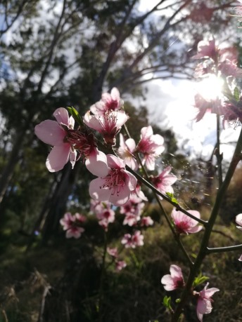 A peach flower