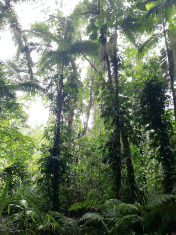 Rainforest trees