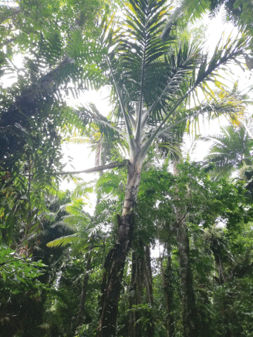 Rainforest trees