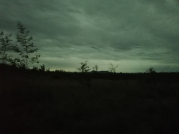 A paddock overgrown with dead grass