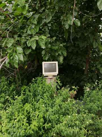 Monitoring mulberries