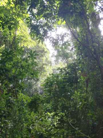 Forest canopy