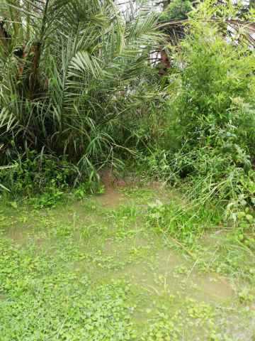 Flooded ground