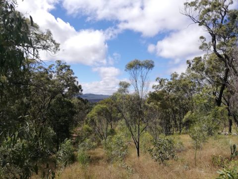 The view of a mountain from a cleared strip