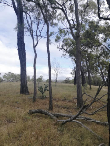 Ironbark trees frame the view of a hill