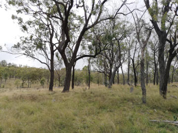 Lush grass at the foot of some Ironbarks