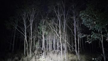 A torch shines on skinny trees in the dark