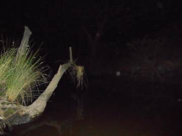 A log illuminated in pitch black darkness