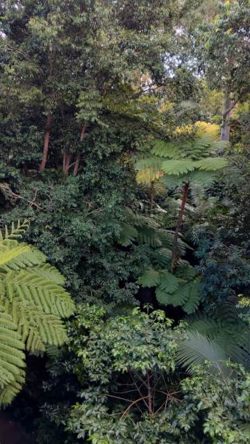 A rainforest canopy from a park