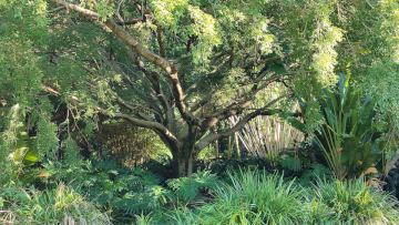 A large tropical tree over water