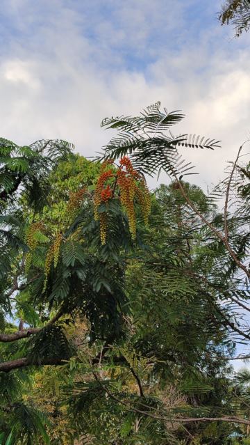 Red and yellow flowers hang from a tree