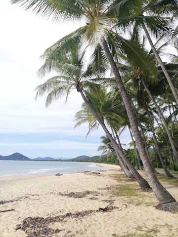 A row of palm trees lean over a sandy beach