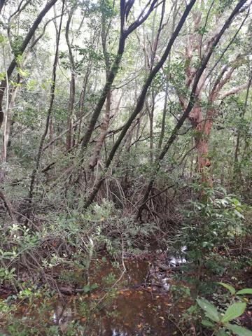 Shallow Mangroves at Palm Cove