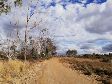 Dry trees along a dirt road