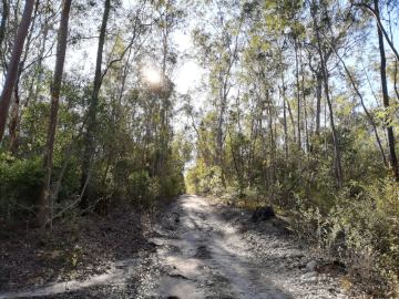 A rough track through state forest