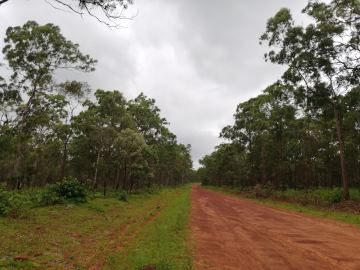 A red dirt road in a tropical forest