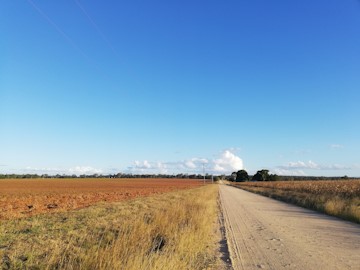 Looking along a road beside a peanut farm