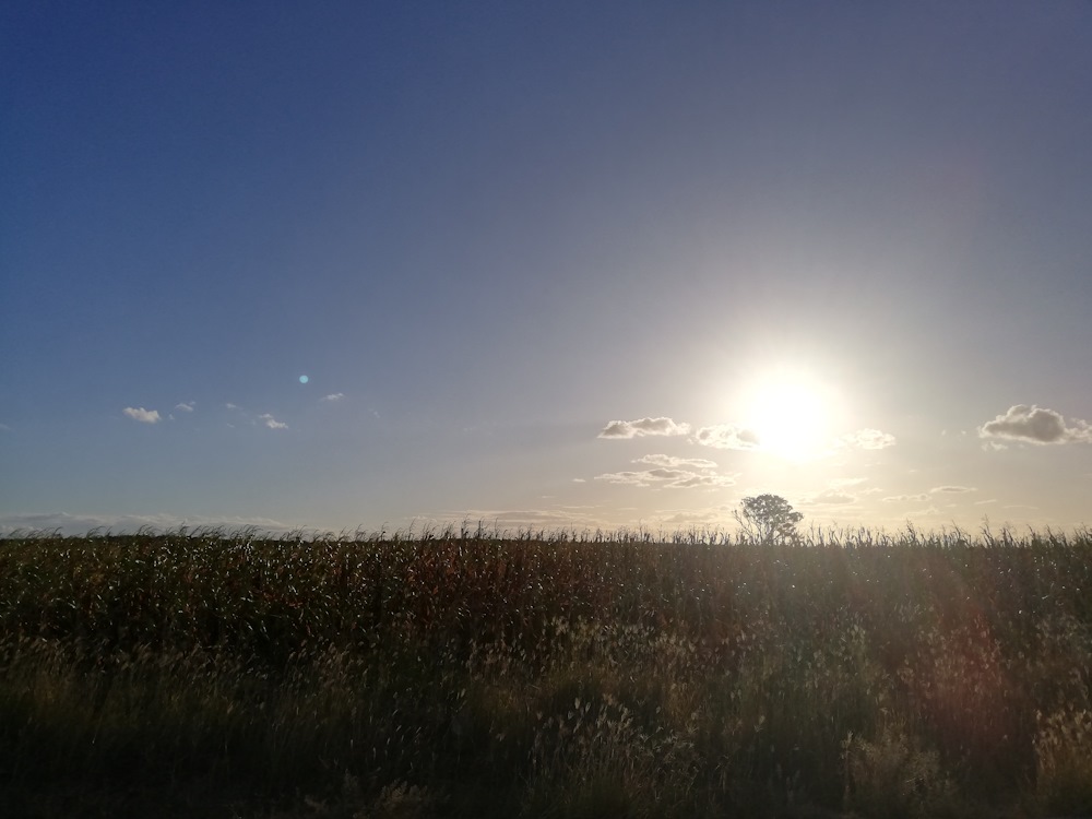 The sun's glare above a crop