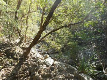 Sunlight shines through trees beside a mountain creek