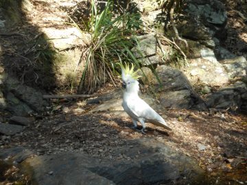 A cockatoo caught in the sunlight