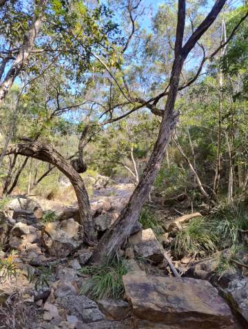 Bent trees frame smooth rocks in the sun