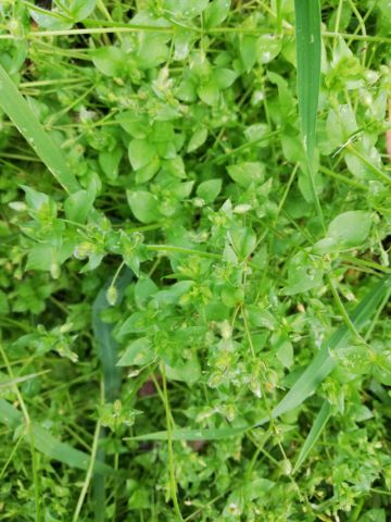 Chickweed