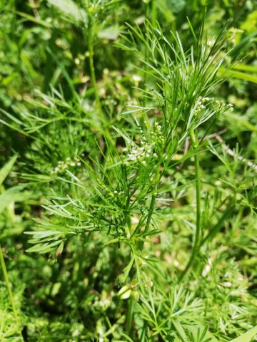 A plant that looks like Dill