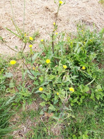 A Dandelion plant