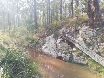 A gully in the forest