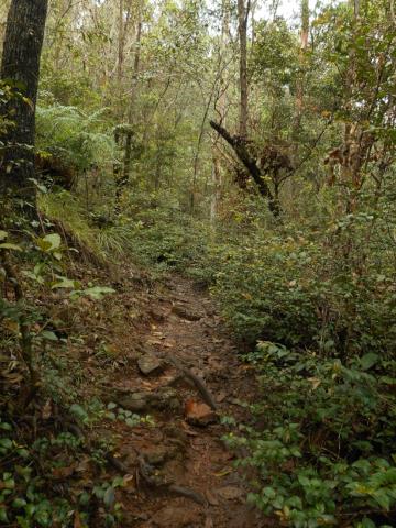 Muddy mountain path framed by leafy vegetation