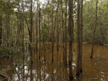 Skinny trees rise from a swamp