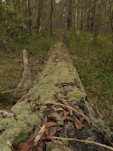 Mossy log