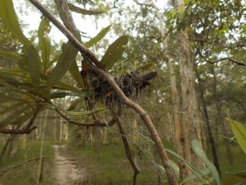 Cobwebs cover a seed pod