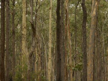 Tall tree trunks of different colors