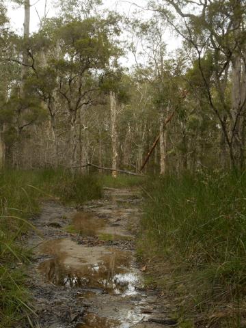 A forest path covered in puddles